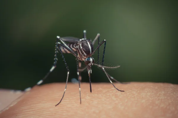 Kan emme makro sivrisinek (Aedes aegypti)