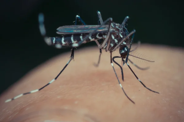 Macro de mosquito (Aedes aegypti) chupando sangre — Foto de Stock