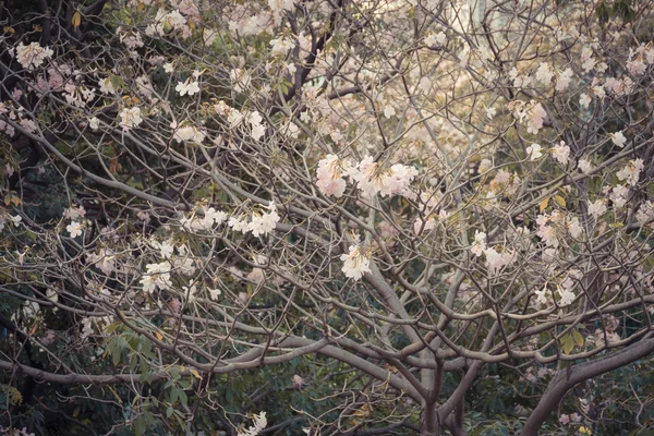 Flor (Trombeta rosa árvore ) — Fotografia de Stock