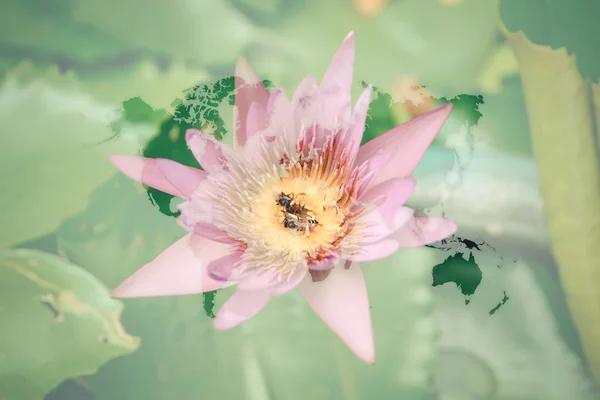 Hermosa flor de loto de naturaleza con mapa del mundo — Foto de Stock