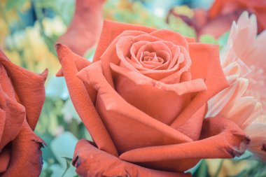 Güzel gül çiçek bir buket 