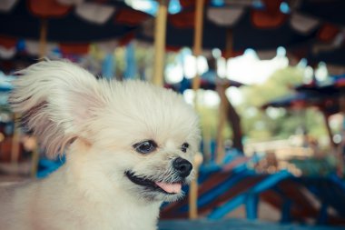 sevimli köpek mutlu sahilde