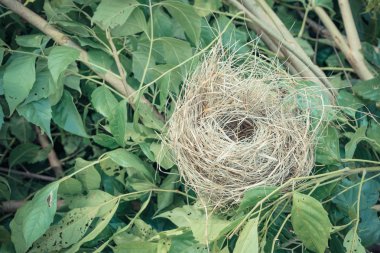 Ağaçtaki kuş yuvası