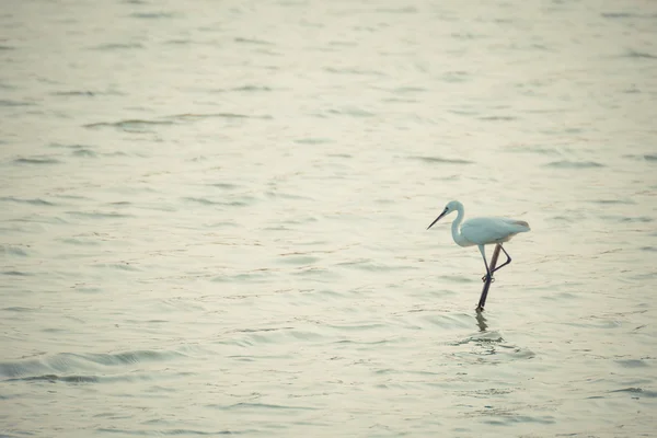 Vogel (zilverreiger of Heron) — Stockfoto