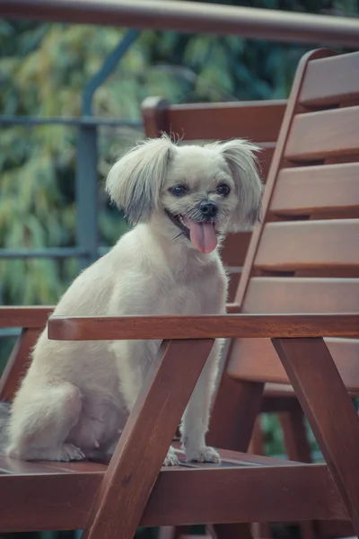 Σκύλος τόσο χαριτωμένα σε καρέκλα — Φωτογραφία Αρχείου