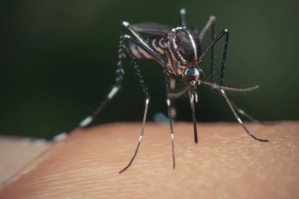 Makro av mygga (Aedes aegypti) suger blod — Stockfoto