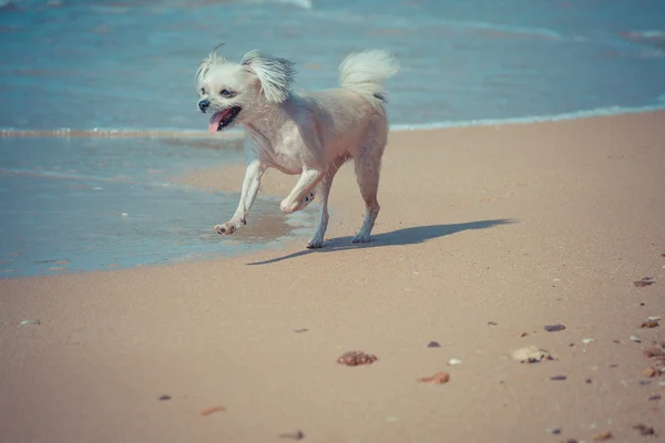 Perro tan lindo viaje en la playa, color beige — Foto de Stock