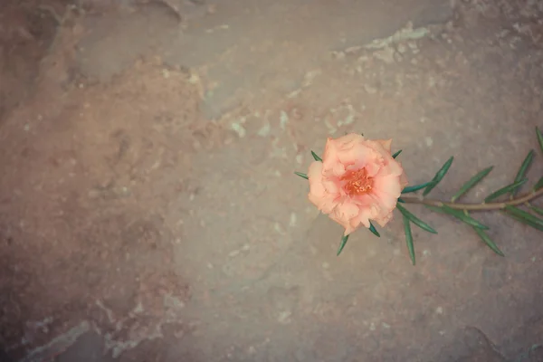 Hermosa flor de rosa musgo naranja —  Fotos de Stock