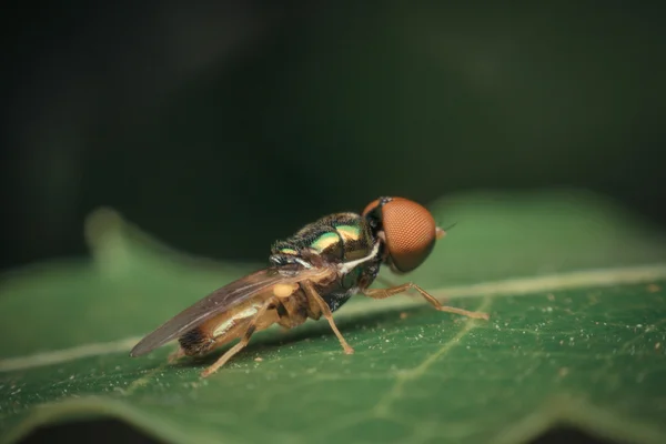 Makro des Insektenfokus im Auge — Stockfoto