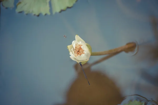 Lotus fleur de couleur blanche avec libellule — Photo