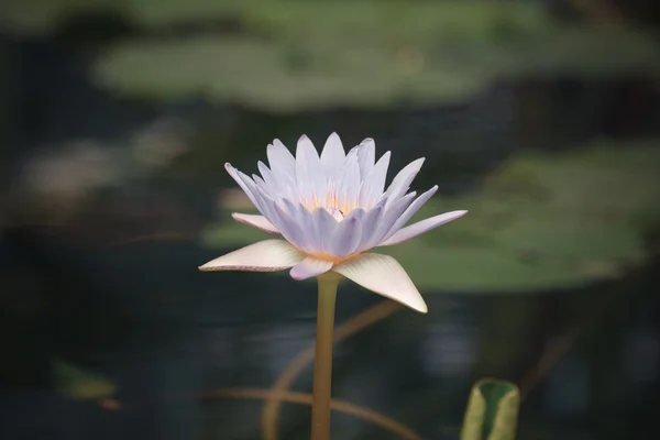 Kolor fioletowy kwiat lotosu — Zdjęcie stockowe