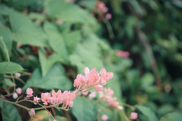 Bela flor rosa — Fotografia de Stock