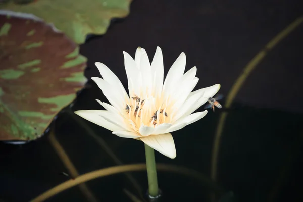 Kwiat lotosu z Pszczoła — Zdjęcie stockowe