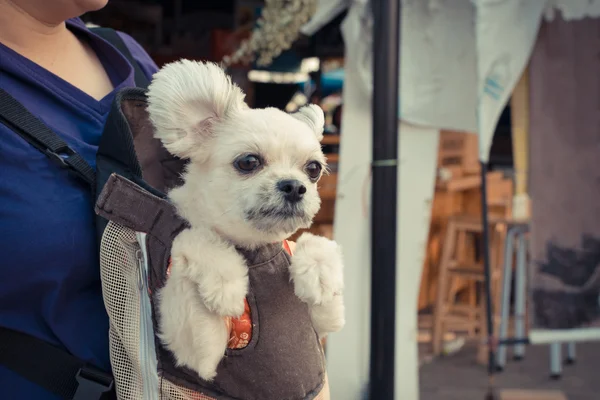 Размещение собак в рюкзаке — стоковое фото