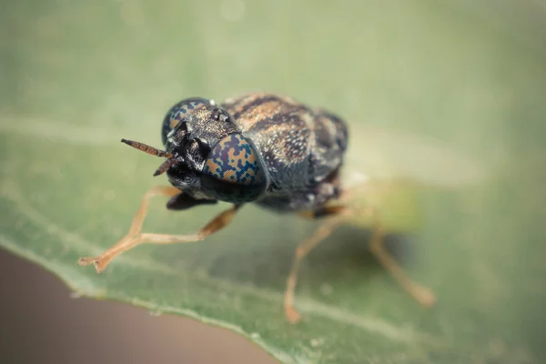 Makro des Insektenfokus im Auge — Stockfoto