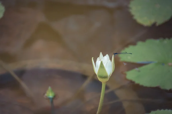 Flor de lótus cor branca com libélula — Fotografia de Stock