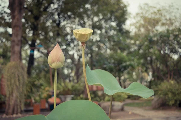 Flor de lótus cor rosa — Fotografia de Stock