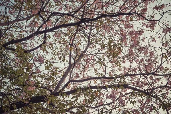 Flower (rózsaszín trombita fa) — Stock Fotó