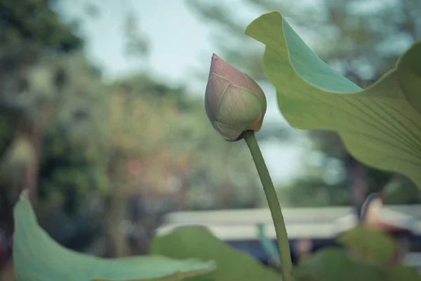 Lotus fleur couleur verte — Photo