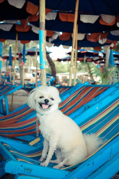 Chien mignon heureux sur la plage — Photo