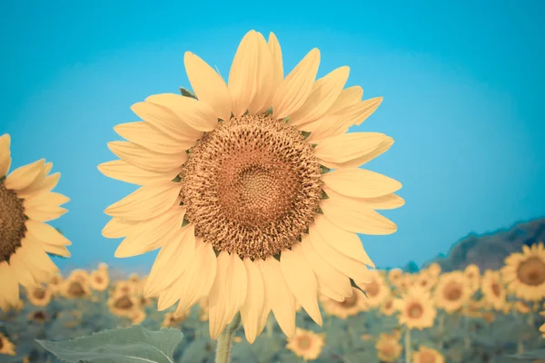 Sunflower, geel kleur — Stockfoto