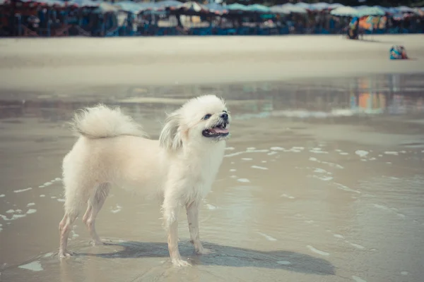 Voyage pour chien à la plage — Photo