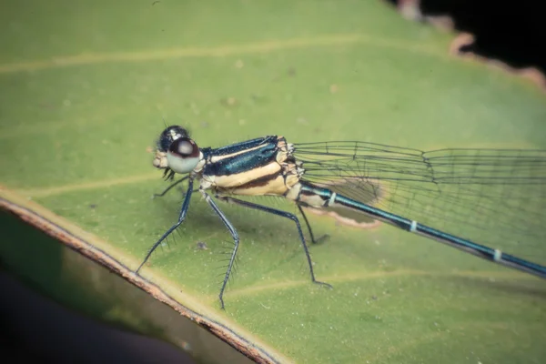Macro van dragonfly insect — Stockfoto