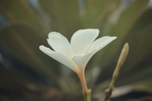 Krásný plumeria květ — Stock fotografie