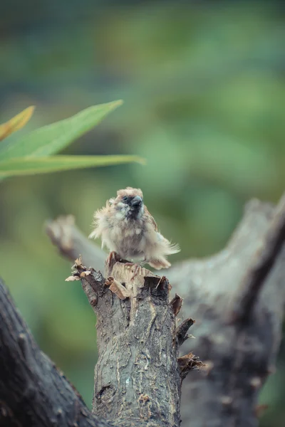 Птица Евразийское дерево Воробей на дереве — стоковое фото