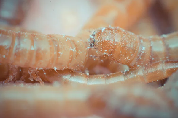 Macro de gusano de la comida en una granja — Foto de Stock