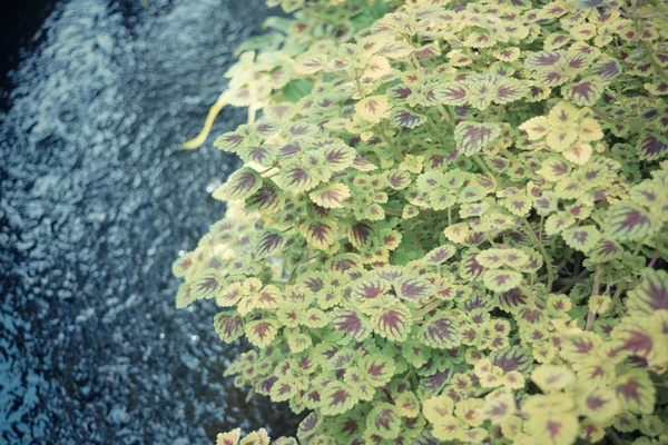 コケ植物のグリーン ツリー — ストック写真