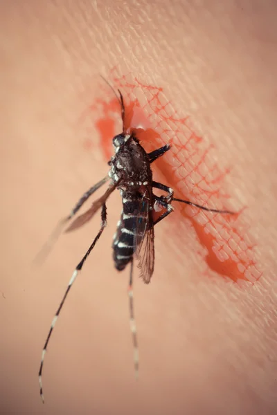 Macro of mosquito sucking blood