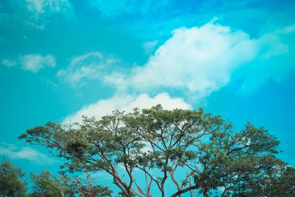 空の背景に大きな木 — ストック写真