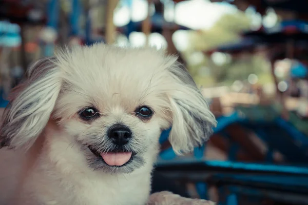 Aranyos kutya boldog a strandon — Stock Fotó
