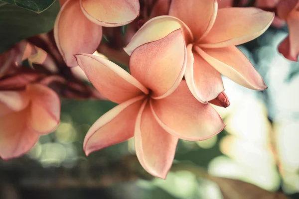 Güzel plumeria çiçek — Stok fotoğraf