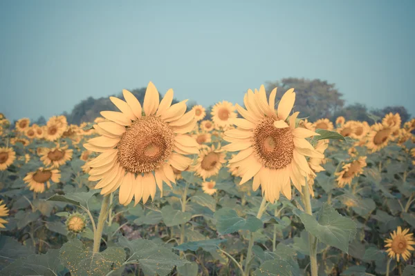 Girassol amarelo bonito — Fotografia de Stock