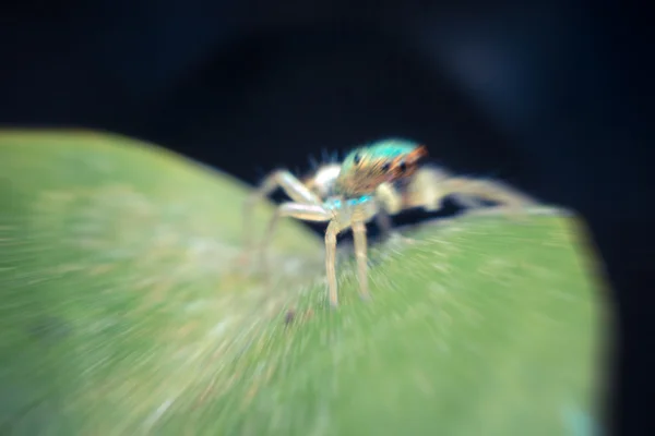 Makro des Spinneninsektenfokus im Auge — Stockfoto