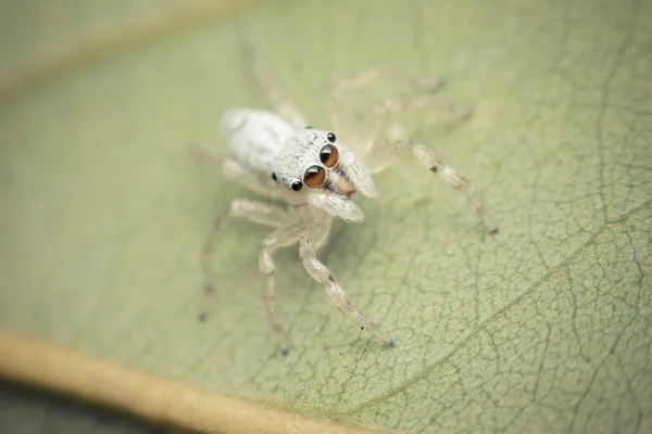 Makro av spider insekt fokus på ögat — Stockfoto