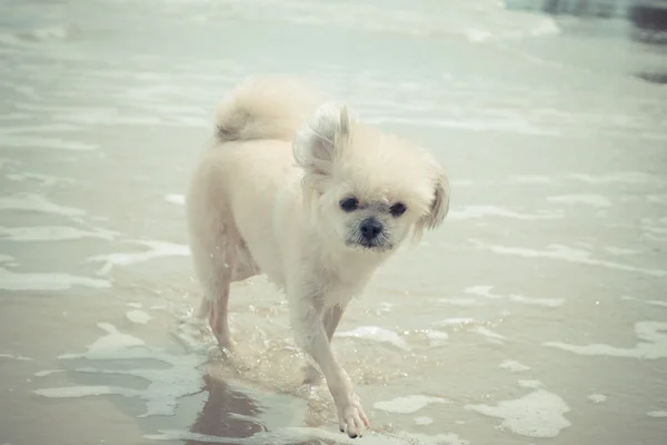 Viagem de cão na praia — Fotografia de Stock