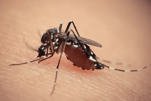 Macro de mosquito chupando sangre — Foto de Stock