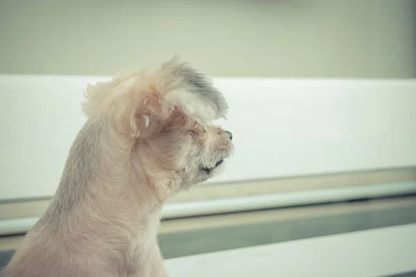 Perro en silla — Foto de Stock