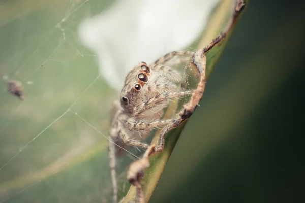 在眼蜘蛛昆虫焦点的宏 — 图库照片