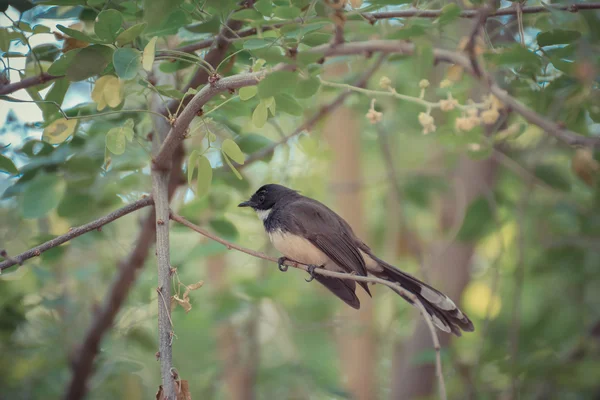 Bonte Fantail vogel in een boom — Stockfoto