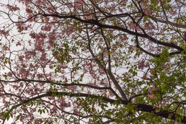 Çiçek (pembe trompet ağaç)