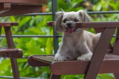 Sandalyede çok şirin köpek