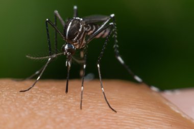 Kan emme makro sivrisinek (Aedes aegypti)