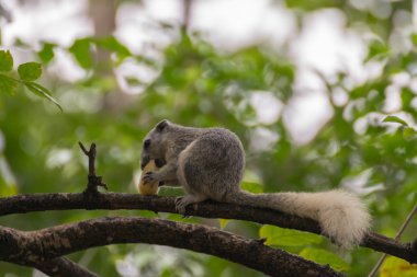 Bir ağaç dalı tutarak sincap
