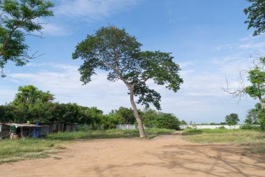 Ağaç ve mavi gökyüzü