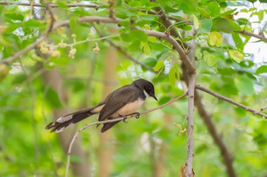 Bir ağaçta kuş (Pied tarihimin)