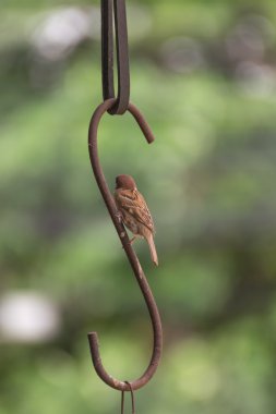 Kuş demir pençe (Avrasya ağaç serçe)